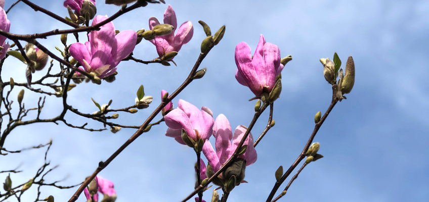 A Friday afternoon Magnolia